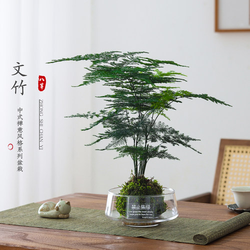 文竹盆栽室内绿植净化空气