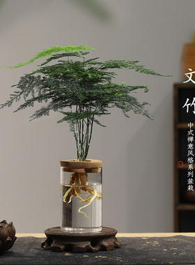 文竹水培植物绿植办公室内水养绿萝花卉客厅桌面盆栽四季水生好养
