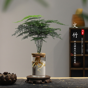 文竹水培植物绿植办公室内水养绿萝花卉客厅桌面盆栽四季 水生好养