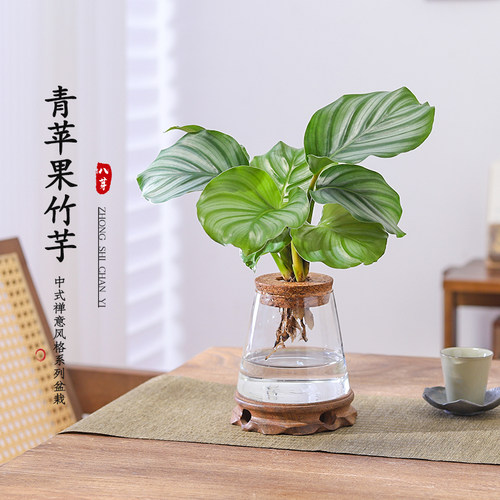 青苹果竹芋盆栽室内小型观叶植物