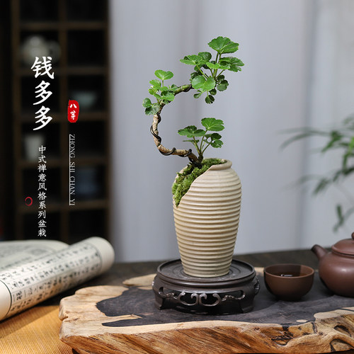 钱多多福禄桐客厅室内好养易活