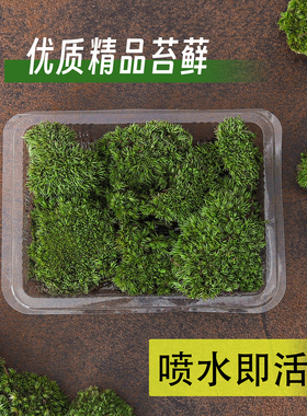 苔藓植物白发藓微景观盆栽造景土壤遮土用铺面生态缸假山点缀绿植