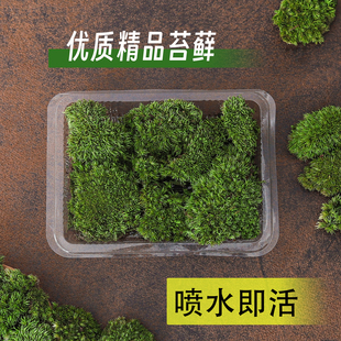苔藓植物白发藓微景观盆栽造景土壤遮土用铺面生态缸假山点缀绿植