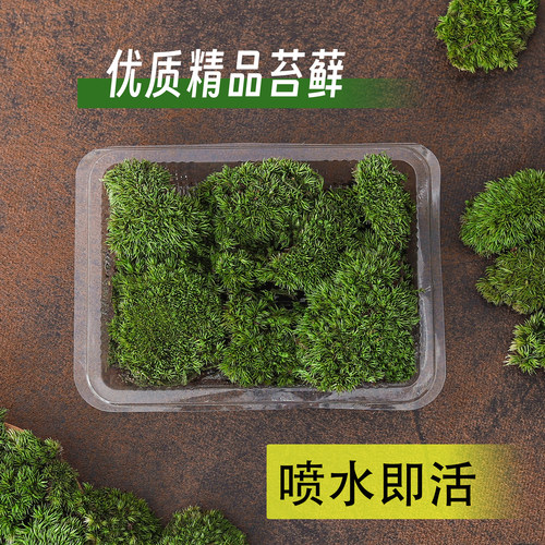 苔藓植物白发藓微景观盆栽造景