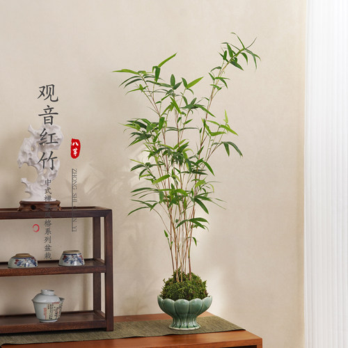 红观音竹米竹盆栽客厅室内绿植