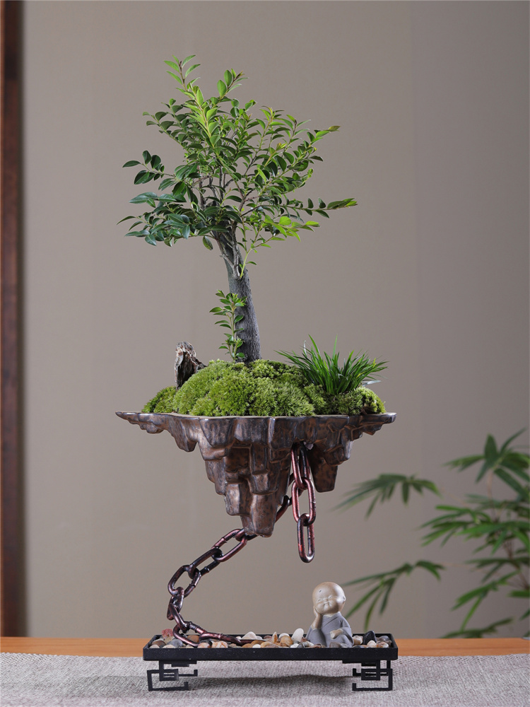 天空之城小叶紫檀黑骨茶苔藓禅意绿植盆景栽办公室内书桌面吸甲醛