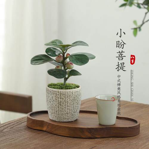 小盼菩提盆栽室内桌面客厅