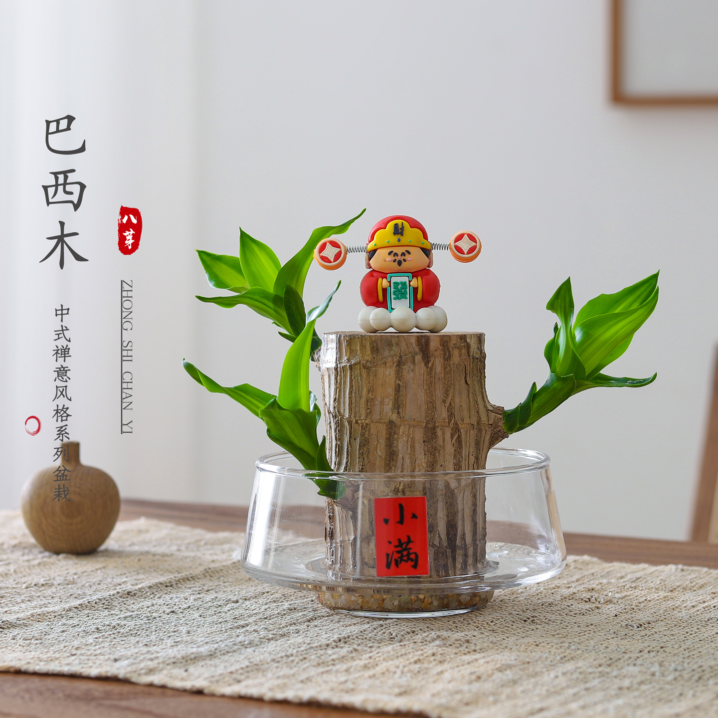 巴西木盆栽水培绿植净化空气