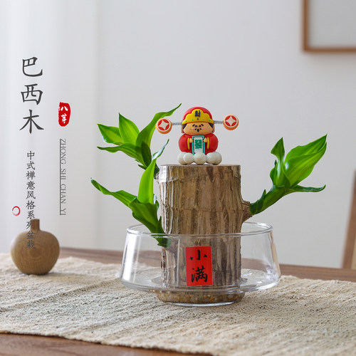 巴西木盆栽水培绿植净化空气