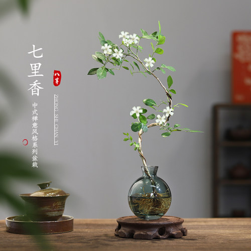 七里香桌面盆栽驱蚊水培养护