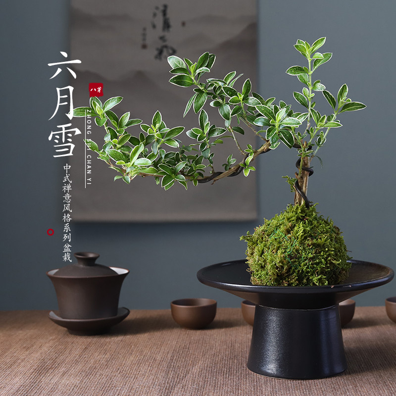 苔玉 置物 Www Tansel Com Au