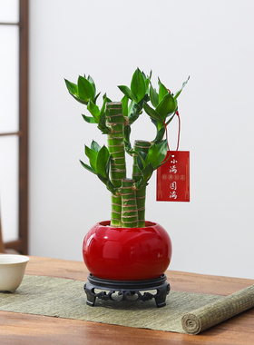 【芭芭农场】富贵竹盆栽客厅室内绿植桌面好养活植物净化空气花卉