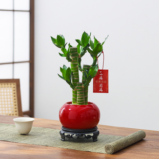 【芭芭农场】富贵竹盆栽客厅室内绿植桌面好养活植物净化空气花卉