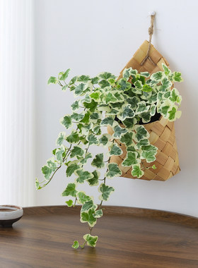 雪莹常春藤植物盆栽室内绿植