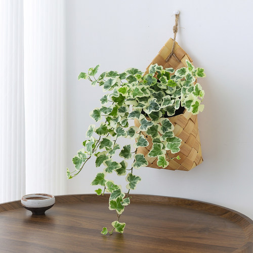 雪莹常春藤植物盆栽室内绿植