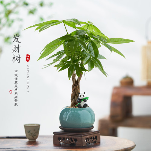 发财树植物桌面盆景土培好养