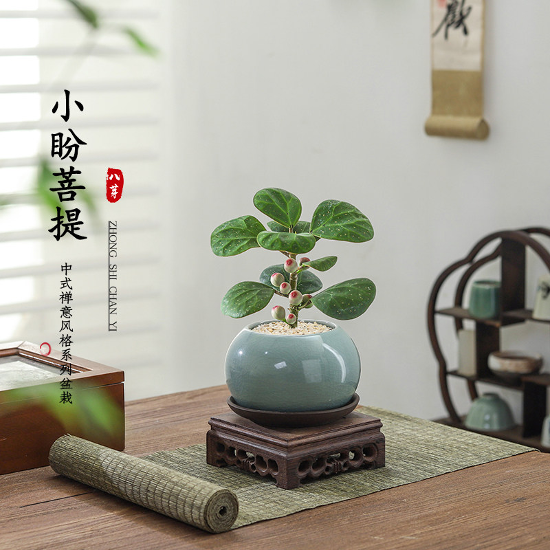 小盼菩提树盆栽植物室内禅意盆景办公室桌面好养净化空气观叶绿植,鲜花速递/花卉仿真/绿植园艺,绿植,淘宝优惠券,粉丝福利购,淘宝优惠卷