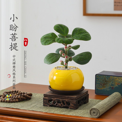 小盼菩提盆栽绿植懒人好养盆景
