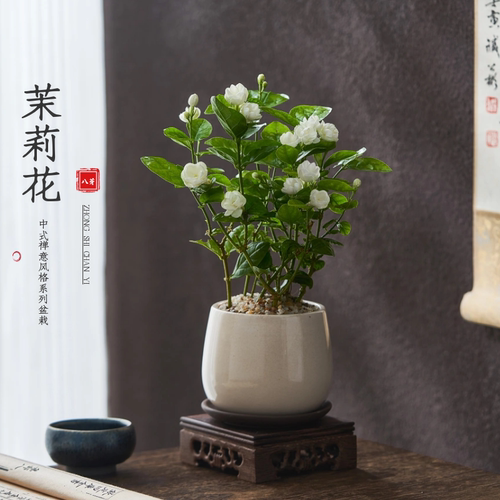 【带花苞】超浓香茉莉百万人购买