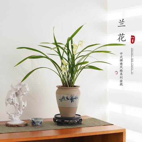 建兰素心盆栽四季兰室内花卉