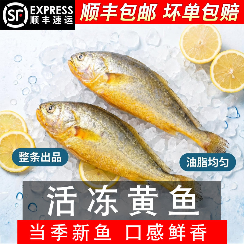 船冻活冻新鲜黄花鱼批发