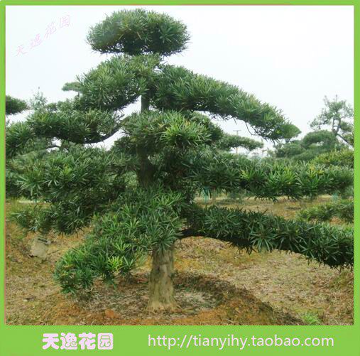 冲冠包邮罗汉松绿化苗