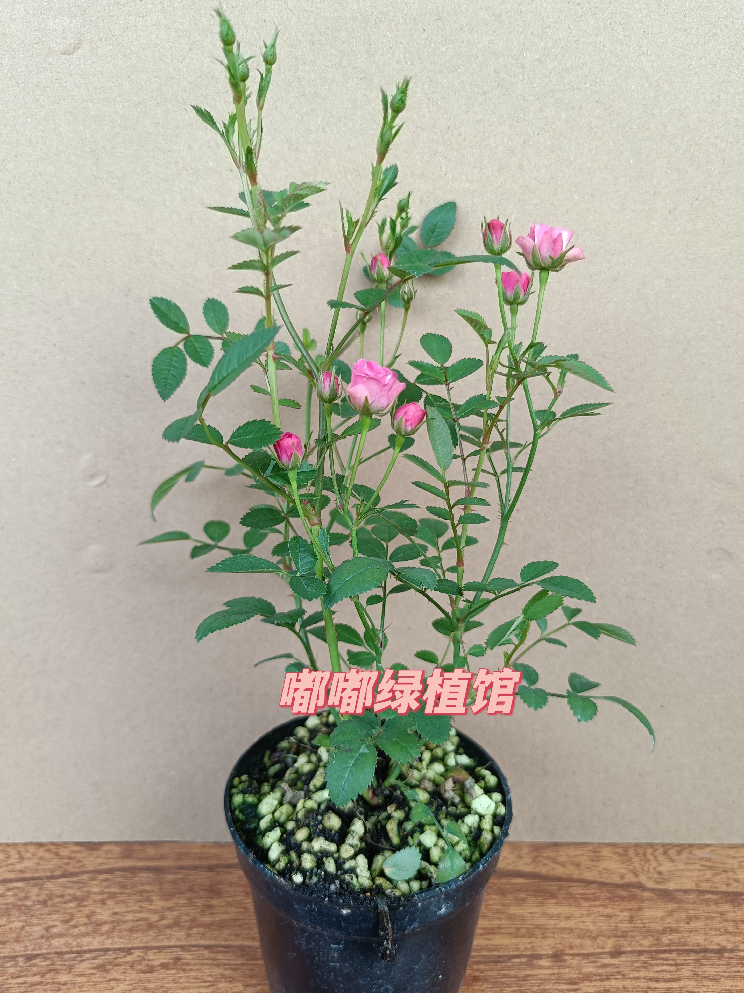 日本姬月季蔷薇须惠姬勤花带花苞盆栽绿植四季开花机器窗台阳台