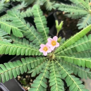 南美生命树很小的树雨林植物室内耐阴桌面小盆栽感应草夏威夷伞
