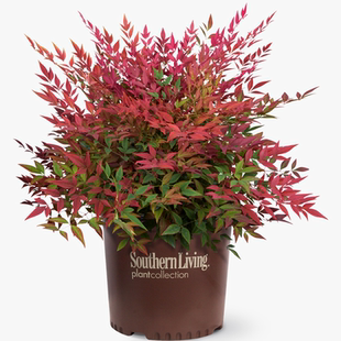 老桩火焰南天竹禅意盆景一物一拍竹子盆栽室内茶几博古架耐寒绿