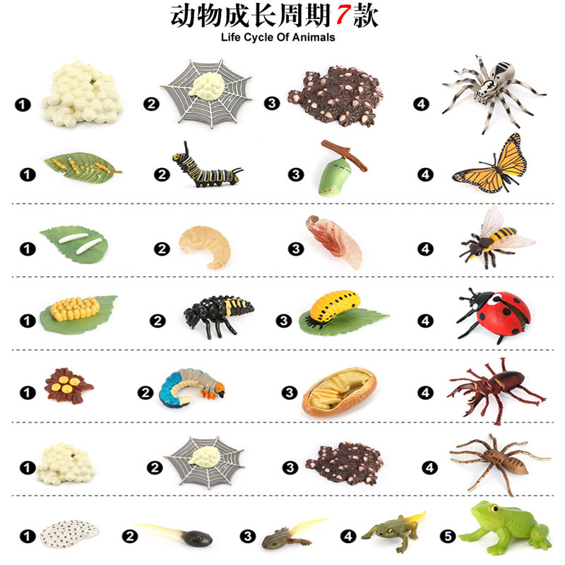 动物生长过程简易图图片