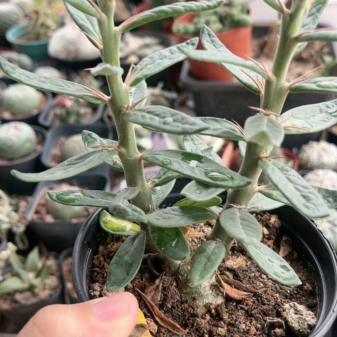 天马空 一物一拍 实生块根植物