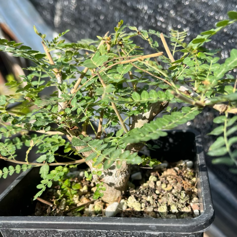 尼勒达乳香 一物一拍 实生块根植物