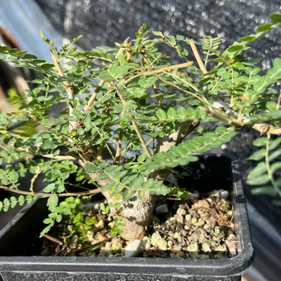 尼勒达乳香 一物一拍 实生块根植物