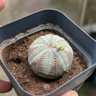 实生布纹球 一物一拍 仙人球