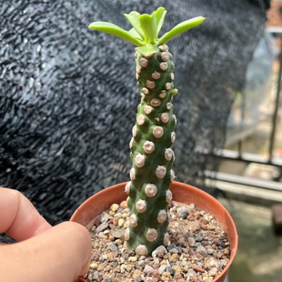 无刺霸王鞭 一物一拍 自根植物