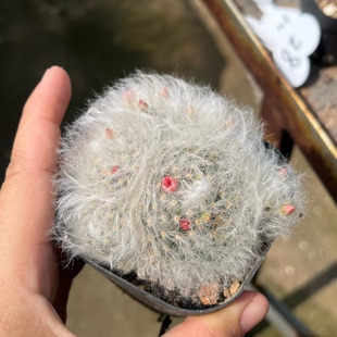 雪猿高砂多头带崽一物一拍 自根仙人球