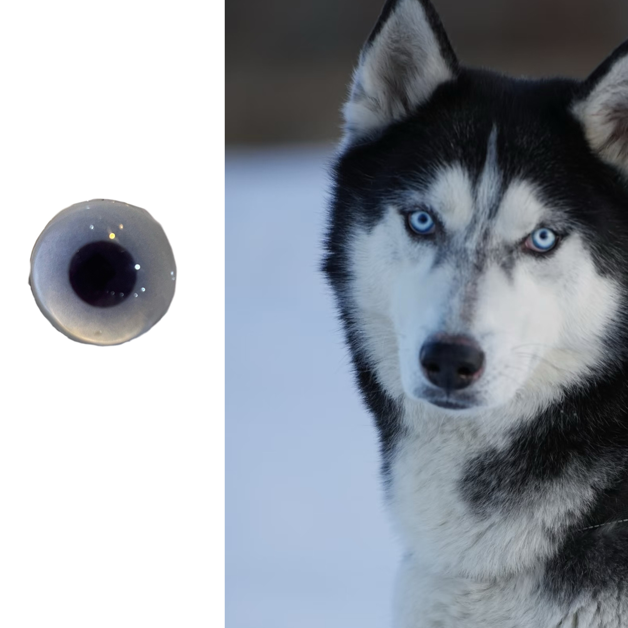 哈士奇兽头兽装玩偶半球玻璃眼睛毛毡动物圆瞳仿真狗眼扭扭棒福瑞,模玩/动漫/周边/娃圈三坑/桌游,furry福瑞/兽装,淘宝优惠券,粉丝福利购,淘宝优惠卷