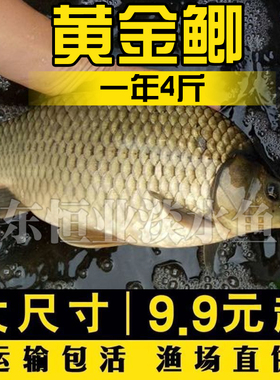 大品种黄金鲫鱼苗中科五号工程鲫湘云鲫高背淡水养殖活体大草鱼苗