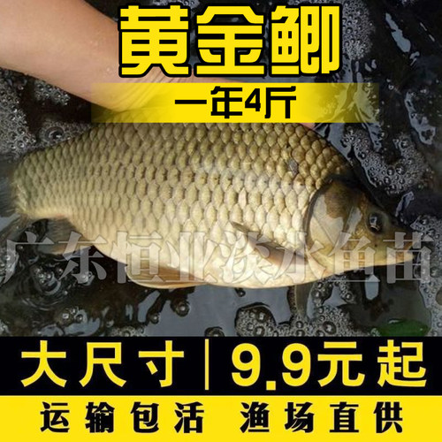 湘云鲫草鱼淡水养殖银鲫鱼黄金鲫