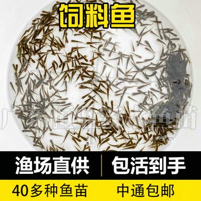 小鱼活体批发鱼活鱼喂鳜鱼乌龟喂龙鱼角蛙乌龟粮饲料鱼淡水鱼包活