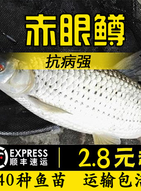 中通包邮赤眼鳟鱼苗红眼鱼喂乌龟小鱼苗淡水活体鱼塘养殖参鱼鲫鱼