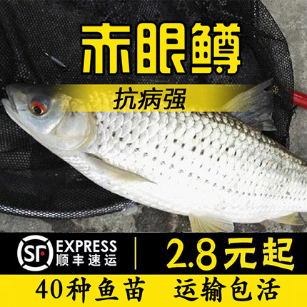 中通包邮赤眼鳟鱼苗红眼鱼喂乌龟小鱼苗淡水活体鱼塘养殖参鱼鲫鱼
