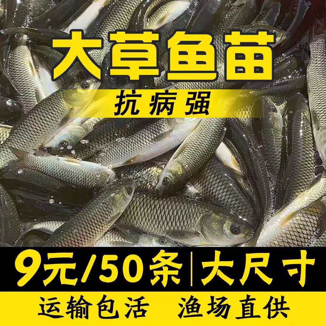 渔场直供本地优质大草鱼苗淡水养殖食用皖鱼活体小鱼饲料鱼喂宠物