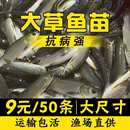 大草鱼苗淡水养殖食用皖鱼特大鲜活便宜半斤脆肉草鱼苗20厘米