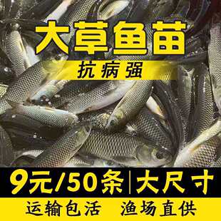 大草鱼苗淡水养殖食用皖鱼特大鲜活便宜半斤脆肉草鱼苗20厘米