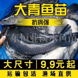 螺丝青鱼苗黑皖鱼大快型草鱼苗鲫鱼苗四大家鱼苗养殖活体鱼苗包活