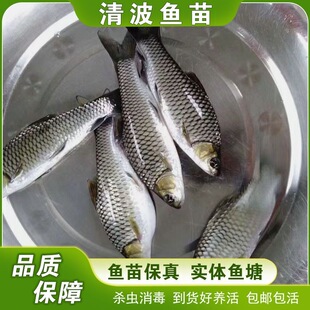 青波鱼苗中华倒刺鲃乌鳞青板耐活鱼种苗淡水养殖活体高档清波鱼苗