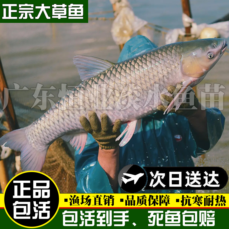大草鱼苗淡水养殖食用皖鱼特大鲜活便宜半斤脆肉草鱼苗20厘米
