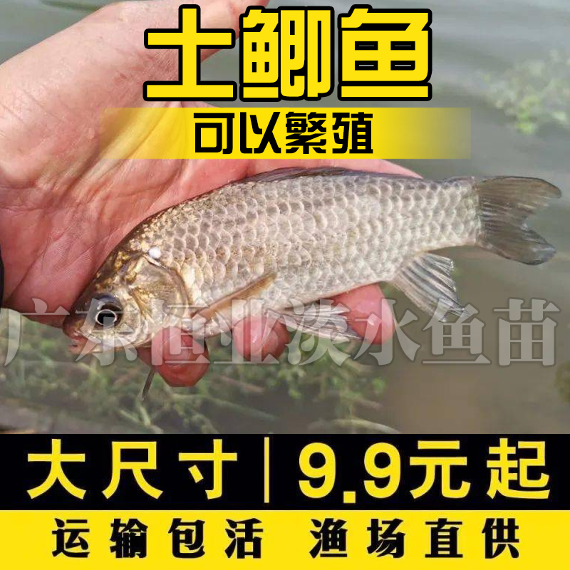 土鲫鲫鱼苗工程鲫湘云鲫大板大品种中科五号淡冷水养殖活体草鱼苗