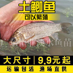 顺丰包邮土鲫鱼苗工程鲫湘云鲫大板中科五号淡冷水养殖活体草鱼苗